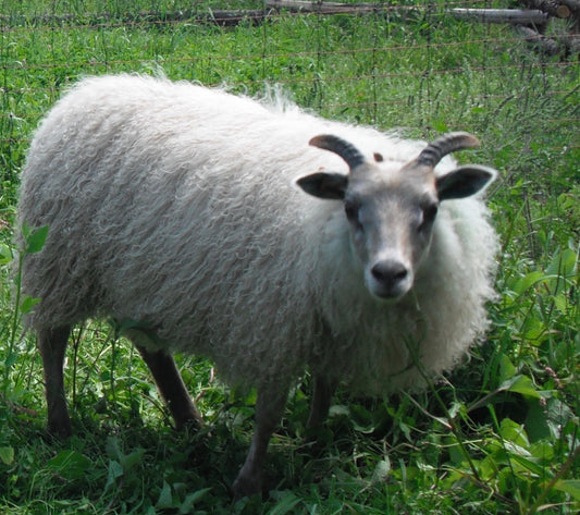 Lamb - Fall 2025 - 50% Order Deposit