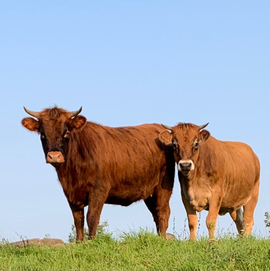 Beef - Fall 2025 - 50% Order Deposit
